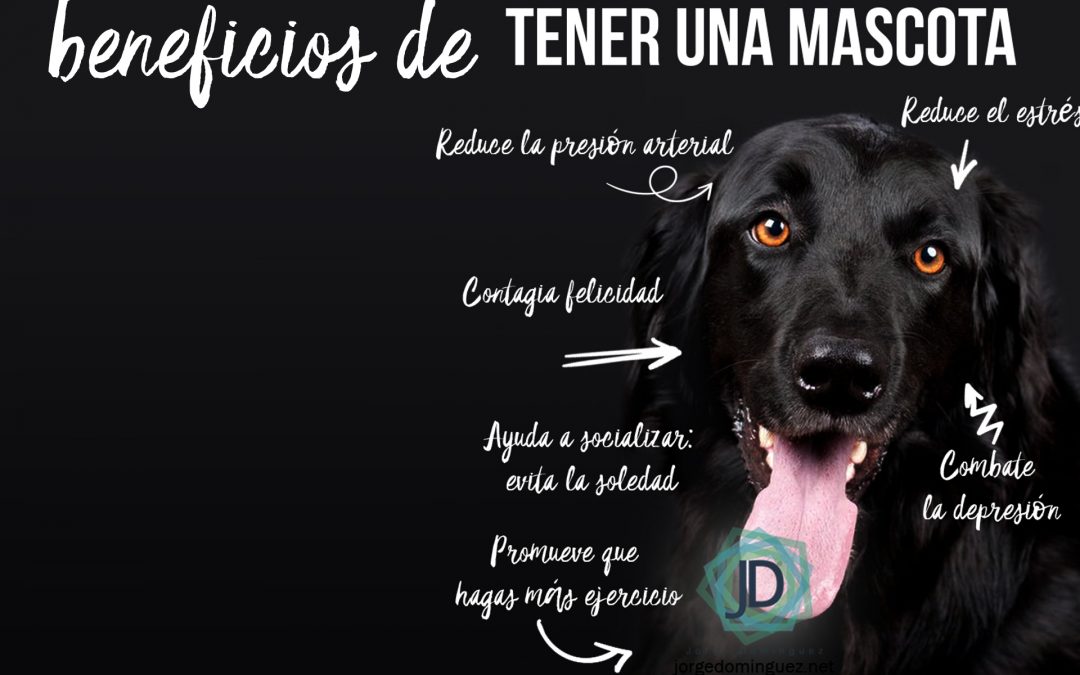 beneficios de tener una mascota